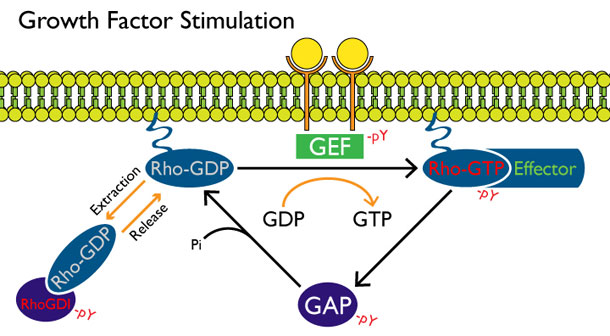 チロシンリン酸化は、Rho ファミリー GTPase の活性化や結合パートナーの調節に重要な役割を果たす。