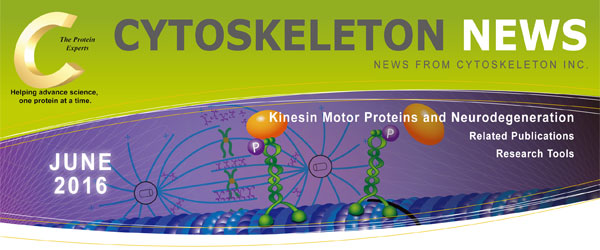 CYTOSKELETON NEWS 2016年6月号 モータータンパク質キネシンと神経変性