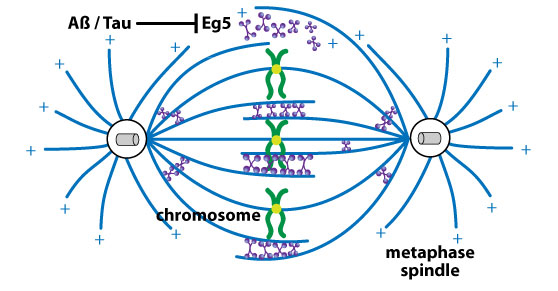 キネシンモーター Eg5 の微小管への結合は、紡錘体の適切な構造と機能に必須であり、Aβ および タウによって阻害される。