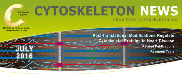 CYTOSKELETON NEWS 2016N7 |CiPTMj͐SaɂčזEi^pN𒲐߂