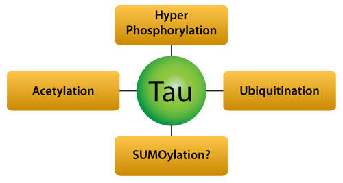 Tau の翻訳後修飾はアルツハイマー病治療の標的となっている