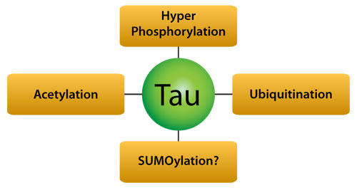 Tau ̖|C̓AcnC}[aÂ̕WIƂȂĂ