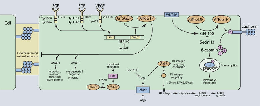 Arf6 GEFのシグナル伝達経路と癌細胞の浸潤、転移、腫瘍血管新生