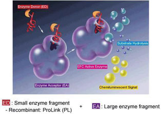 Enzyme Fragment ComplementationiEFCjZp