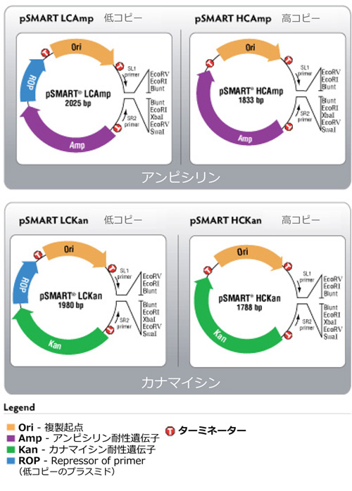 clonesmart ブラントクローニングキット psmart vectors 毒性を持つインサートも安定化 迅速 簡単なクローニングベクター コスモ バイオ株式会社