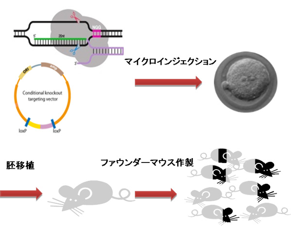 ノックアウトマウス作製模式図