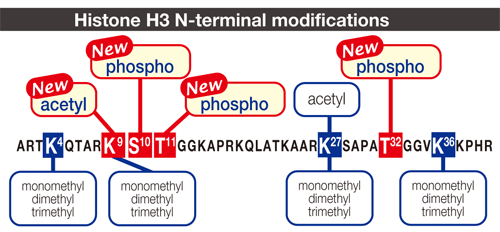 Histone H3 N-terminal modifications