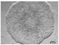 NutriStemV9XF_iPSC_Morphology.png