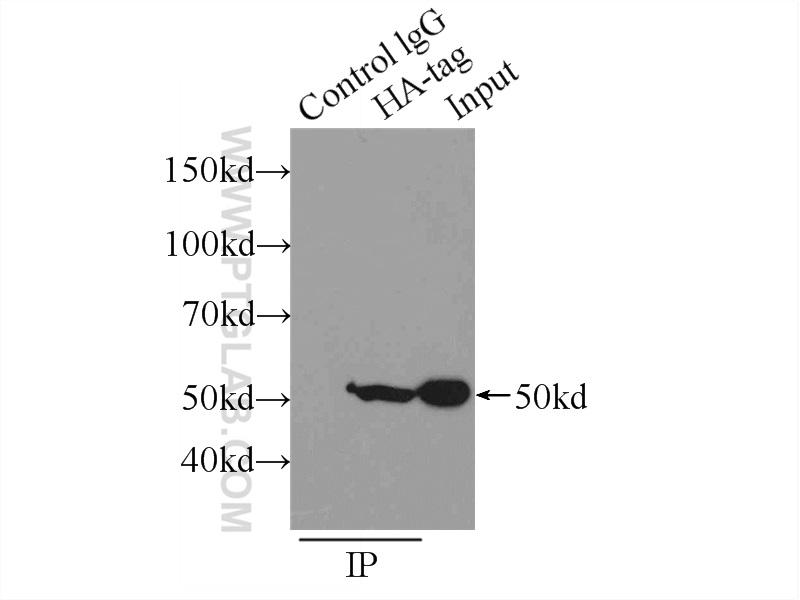 IP Result of anti-HA-tag (IP:66006-1-Ig, 5ug; Detection:66006-1-Ig 1:5000) with Transfected HEK-293 cells lysate 400ug.