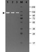 RKL_1004136_1.jpg
