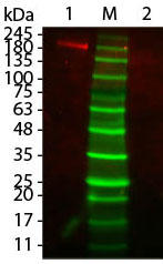 Fluorescent TrueBlot(R) RETM IgG Fluorescein^EGX^ubgiiԁF18-0216-32j