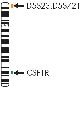 CSF1R Dual Color Probe