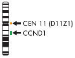 CCND1 Dual Color Probe