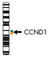 CCND1 Dual Color Break Apart Probe