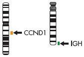 CCND1 Dual Color Dual Fusion Probe