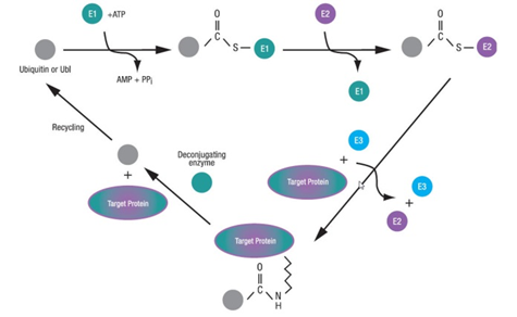 特集:ユビキチン/Ubiquitin