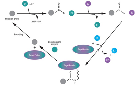 WFrL`^Ubiquitin