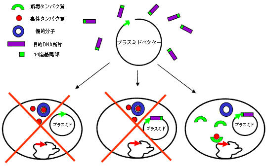 Stabyのクローニングへの応用