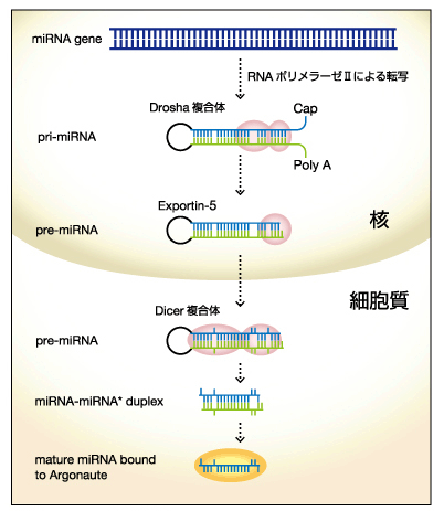 miRNA(microRNA)Ƃ