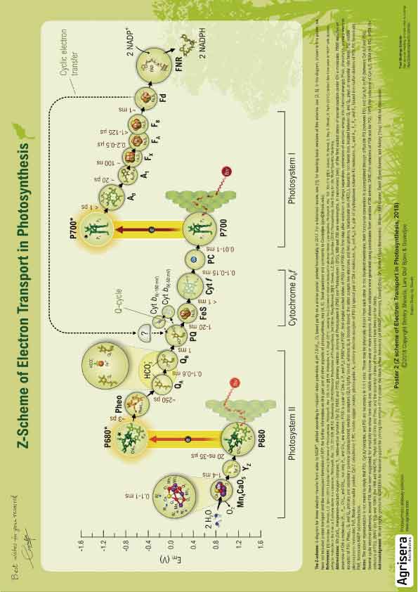AOZ Agrisera-Poster-2-Z-Scheme-of-Electron-Transport-in-Photosynthesis |X^[