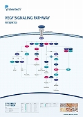 veCebNЁ@VEGF Signaling Pathway |X^[