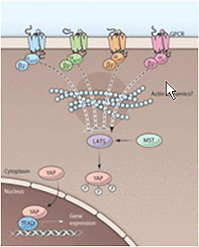 GPCRHippoVOi`B̒