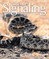 赤外線を検知するヘビの眼 ヘビのピット器官のtrpa1と温度感受性 Science Signaling Japan By Cosmo Bio