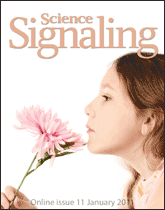 嗅覚シグナル伝達の自律神経による調節 | Science Signaling Japan by COSMO BIO