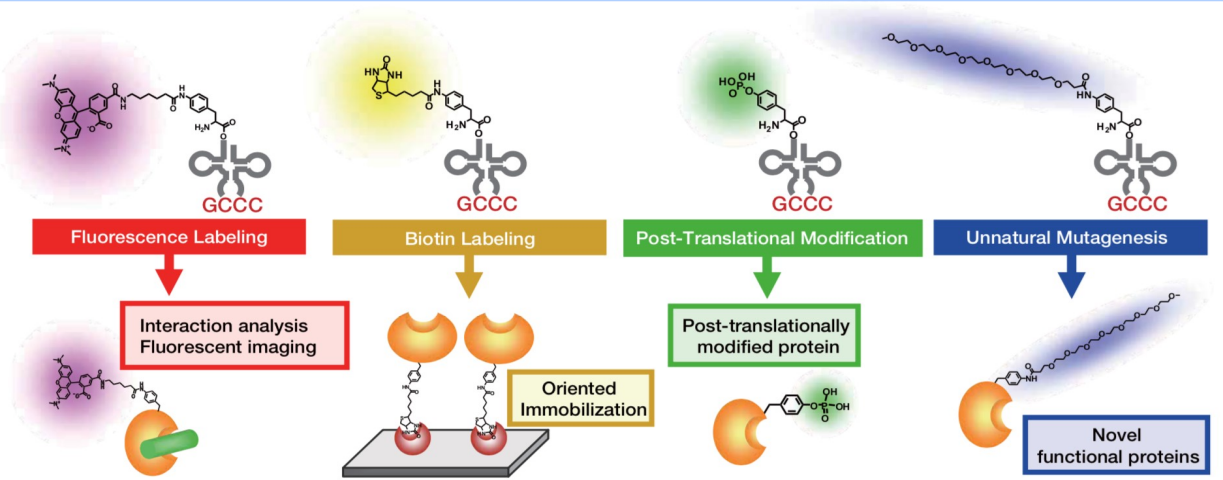 target molecule binding peptide