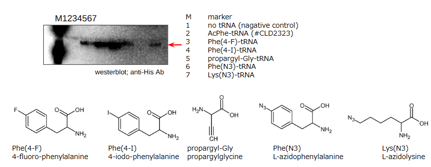 target molecule binding peptide