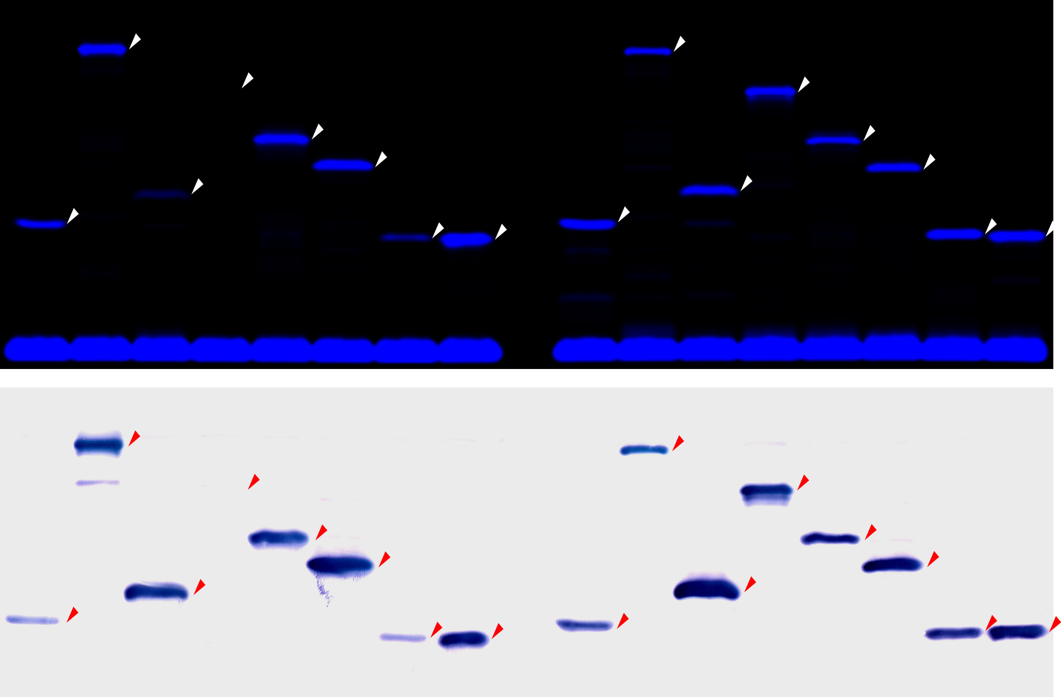 target molecule binding peptide