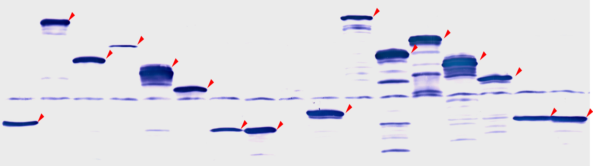 target molecule binding peptide