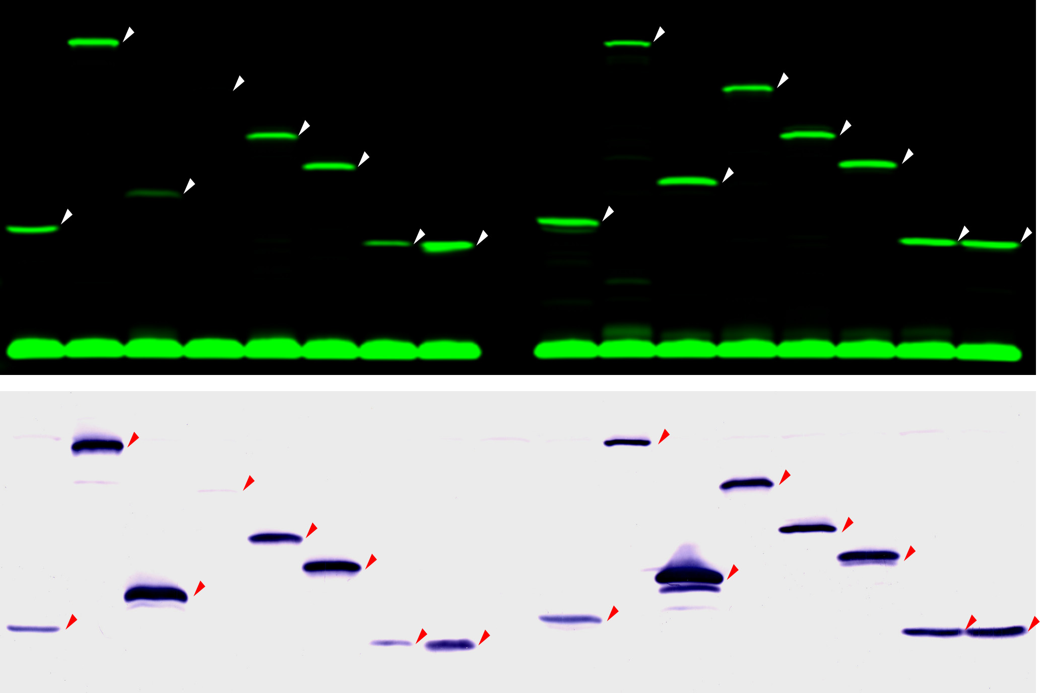 target molecule binding peptide