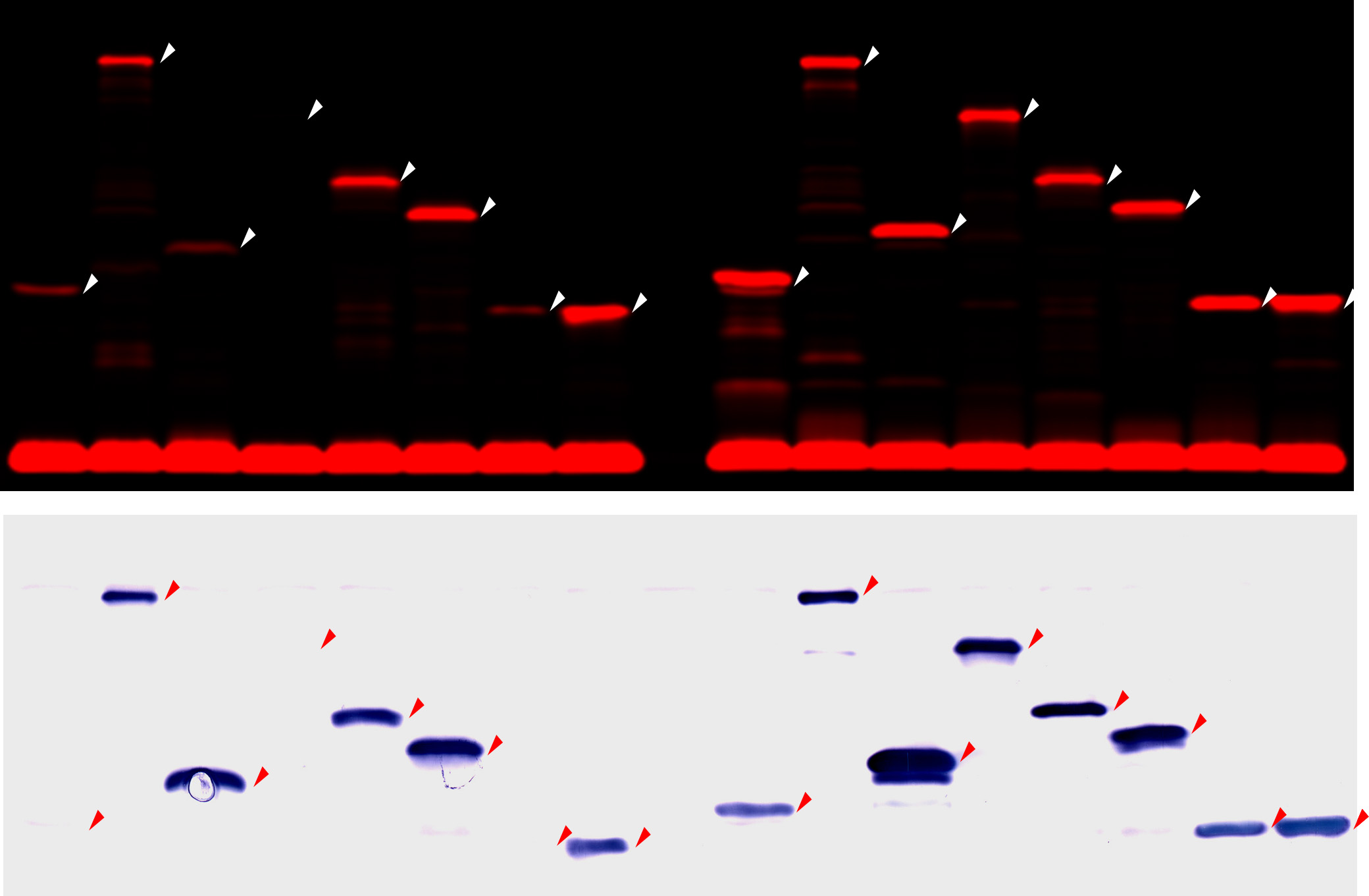 target molecule binding peptide