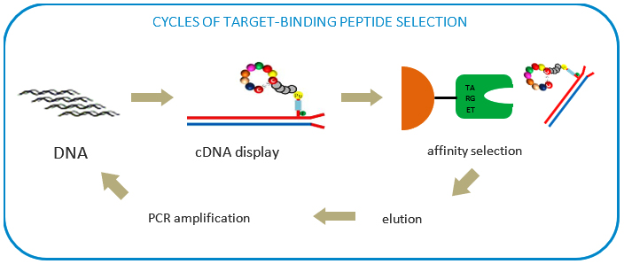 Schematic procedure