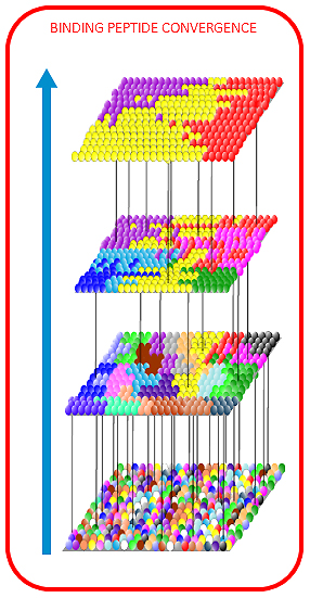  target molecule binding peptide