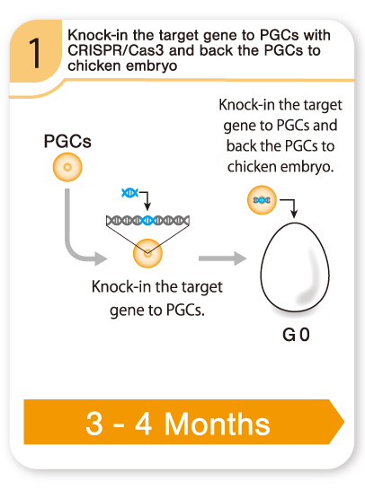 Knock-in the target gene to PGCs with CRISPR/Cas 3 and back the PGCs to chicken embryo [3-4 Months]