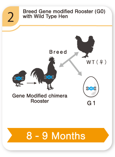 Breed Gene modiﬁed Rooster (G0) with Wild Type Hen [8-9 Months]