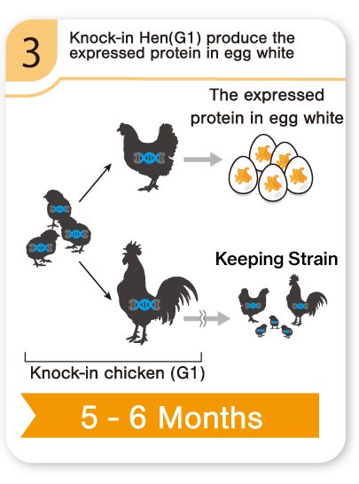 Knock-in Hen(G1) produce the expressed protein in egg white [5-6 Months]