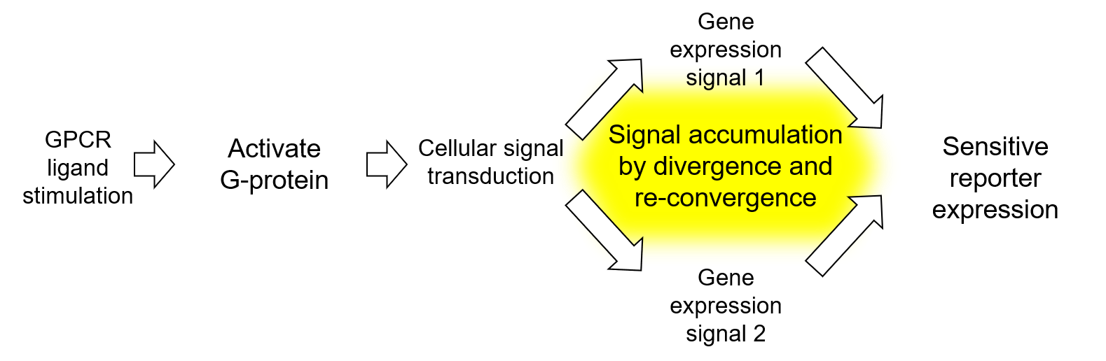 Principle of GPCR Assay