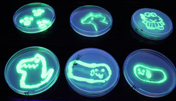 光る大腸菌を観察しよう！