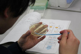遺伝子組換えで光る大腸菌を作ろう!