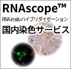 RNAscope? in situ hybridization アッセイ　国内染色サービス