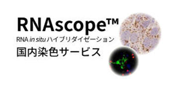 RNAscope �������F�T�[�r�X