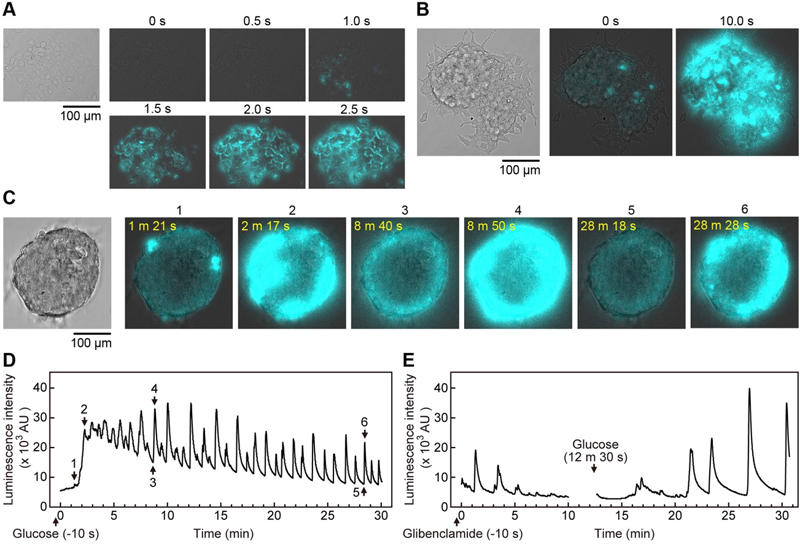 pr_20190304_iGLcells.jpg