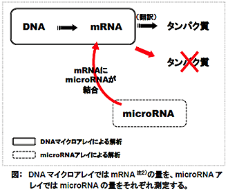DNAマイクロアレイではmRNAの量を、microRNAアレイではmicroRNAの量をそれぞれ測定する。
