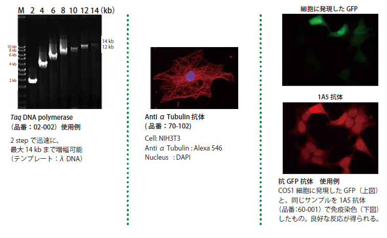 oCIAJf~AЏi@ėpi20%OFF! igp