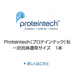 Proteintech（プロテインテック）社 一次抗体通常サイズ　1本