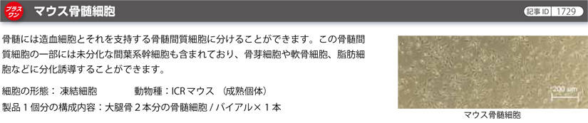 マウス骨髄細胞