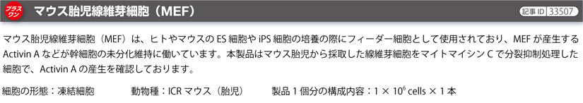 マウス胎児線維芽細胞(MEF)